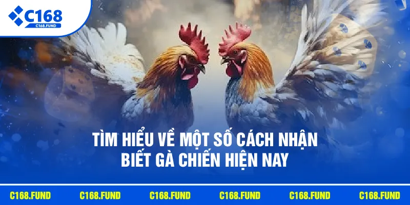 Tìm hiểu về một số cách nhận biết gà chiến hiện nay